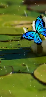 Vibrant blue butterfly on a water lily with raindrops and a green background.