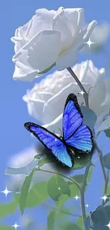 Blue butterfly perched on a white rose against a sky blue background.