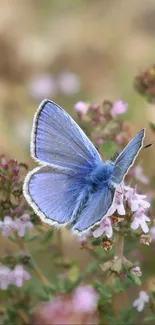 Blue butterfly resting on pink wildflowers, nature-themed wallpaper.