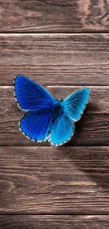 Blue butterfly resting on rustic wooden surface.