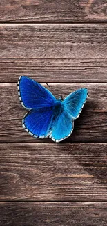 Blue butterfly resting on textured wooden background.