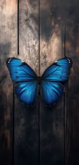 Blue butterfly on a textured wooden background.