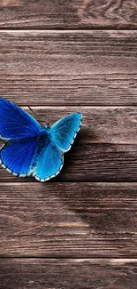 Blue butterfly resting on a wooden surface for mobile wallpaper.