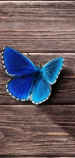 Blue butterfly resting on wooden background in calm setting.