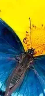 Vibrant blue butterfly perched on a bright yellow flower.