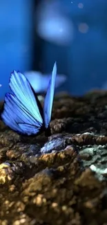 Blue butterfly on textured surface under soft light.