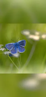 Blue butterfly resting on green foliage with soft focus flowers.