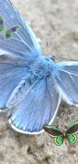 Blue butterfly with decorative wings on sandy background.