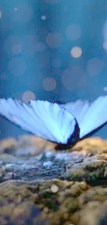 Serene blue butterfly on a sunlit rock with bokeh background.