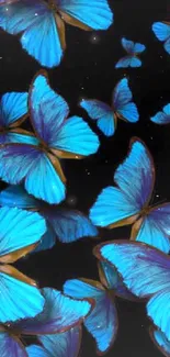 Vibrant blue butterflies on a dark contrasting background.