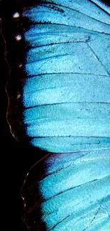 Close-up of a blue butterfly wing on black background.