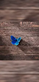 Blue butterfly on rustic wooden background wallpaper.