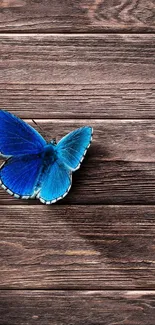 Blue butterfly resting on wooden surface wallpaper.