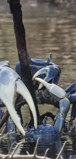 Blue crab resting by the water with reflective surface.