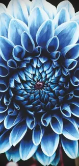 Close-up of a blue dahlia flower showcasing intricate petals.