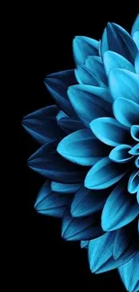 Vibrant blue dahlia wallpaper on black background.