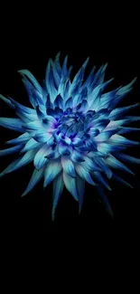 A striking blue dahlia on a black background mobile wallpaper.