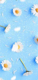 Blue daisies mobile wallpaper with white petals.