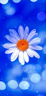 Blue daisy with dew on vibrant bokeh background.