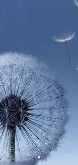 Serene blue dandelion mobile wallpaper with floating seeds.