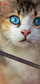 Adorable cat with blue eyes looking through a metal cage.