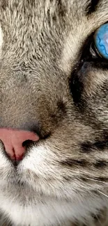 Close-up of cat with striking blue eyes and detailed fur.