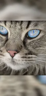 Close-up of a cat with striking blue eyes and detailed fur pattern.