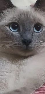 Close-up of a blue-eyed cat with beige fur, perfect for mobile wallpaper.