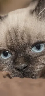 Close-up of a blue-eyed cat with a brown fur background.