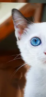 Cute blue-eyed cat with white fur, perfect for mobile wallpaper.