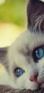 Blue-eyed cat resting on a ledge, gazing peacefully.