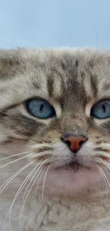 Close-up of a blue-eyed cat with a serene, soft fur expression in a mobile wallpaper.