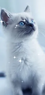 Adorable fluffy cat with blue eyes, perfect for mobile wallpaper.