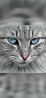 Gray cat with blue eyes mobile wallpaper.