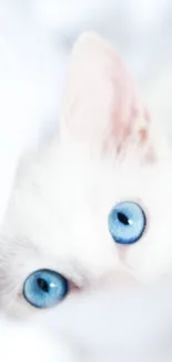 White cat with blue eyes on white background wallpaper.