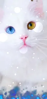 White cat with blue and yellow eyes and bokeh effect.