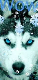 Husky with blue eyes and snowflakes on a light blue background.