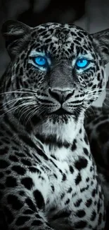 Black and white leopard with vivid blue eyes wallpaper.