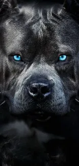 Pitbull with piercing blue eyes on dark background mobile wallpaper.