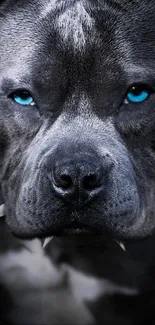 Pitbull with blue eyes in monochrome style.