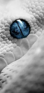 Close-up of a snake's blue eye against a textured gray background.