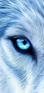 Close-up of a blue-eyed wolf showcasing detailed fur texture.