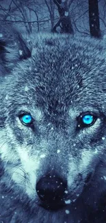 Majestic wolf with blue eyes in a snowy forest wallpaper.