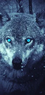 Blue-eyed wolf in a snowy forest wallpaper.