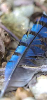 Close-up of vibrant blue feather on natural pebbles.