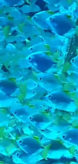 School of blue fish swimming in ocean with vibrant colors.