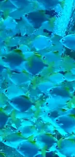 School of blue fish swimming in ocean wallpaper.