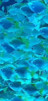 Vibrant blue fish swimming in ocean wallpaper.