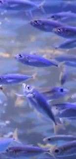 School of blue fish swimming calmly underwater.