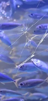 Fish swim behind cracked glass, creating an artistic aquarium scene in blue hues.